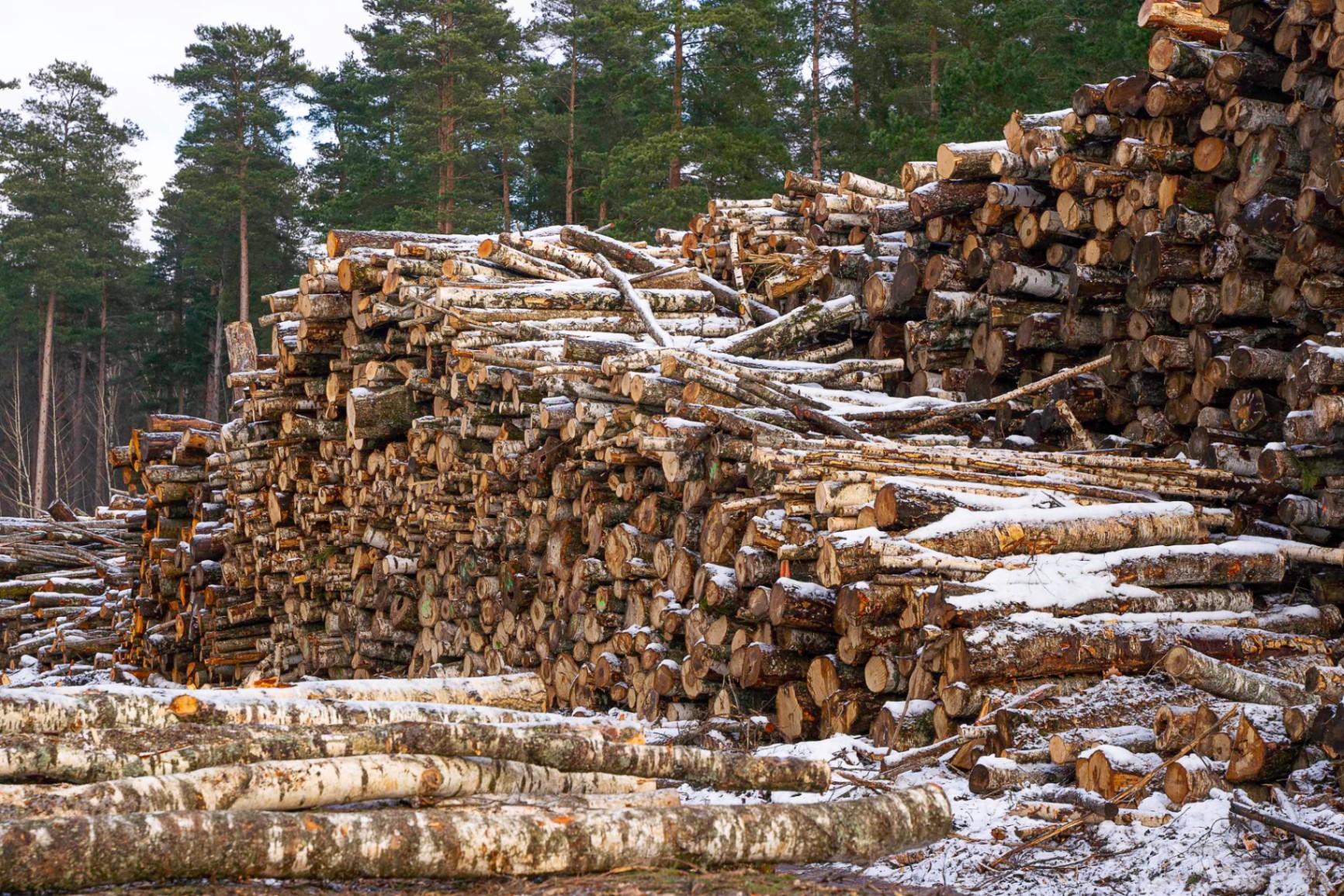 Stacked kiln-dried firewood ready for wholesale distribution